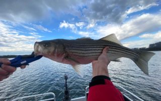 27 inch striped bass